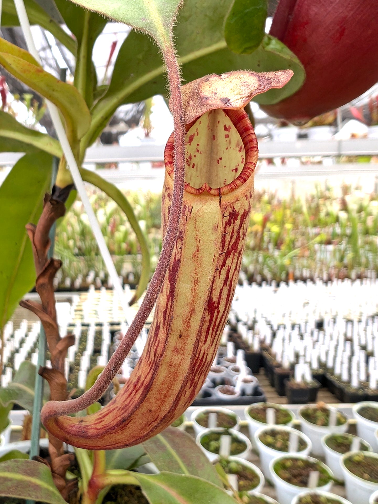 Nepenthes „Samsara“