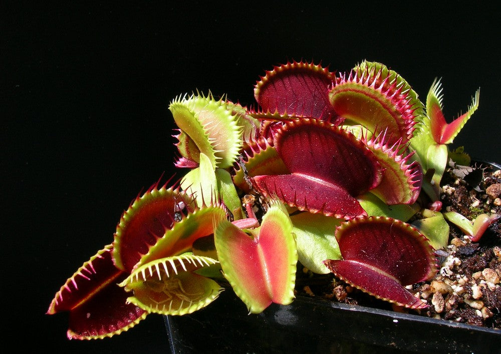 Dionaea muscipula "Sandokan"