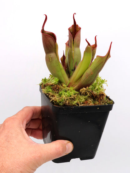 Heliamphora sarracenioides x minor "Burgundy Black"