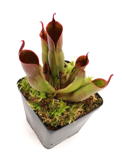 Heliamphora sarracenioides x Minor „Burgunderschwarz“