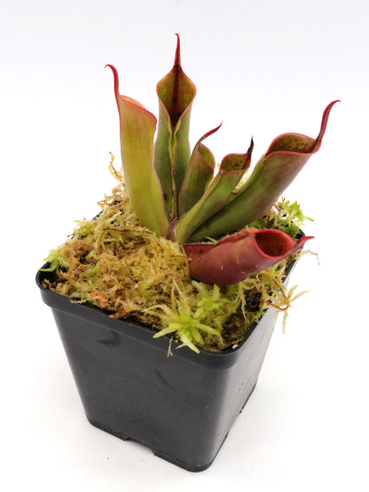 Heliamphora sarracenioides  x minor "Burgundy Black"