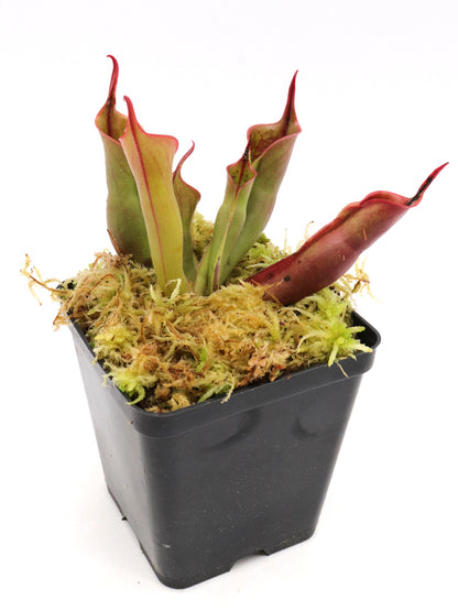 Heliamphora sarracenioides x Minor „Burgunderschwarz“