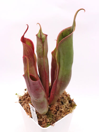 Heliamphora sarracenioides  x minor "Burgundy Black"