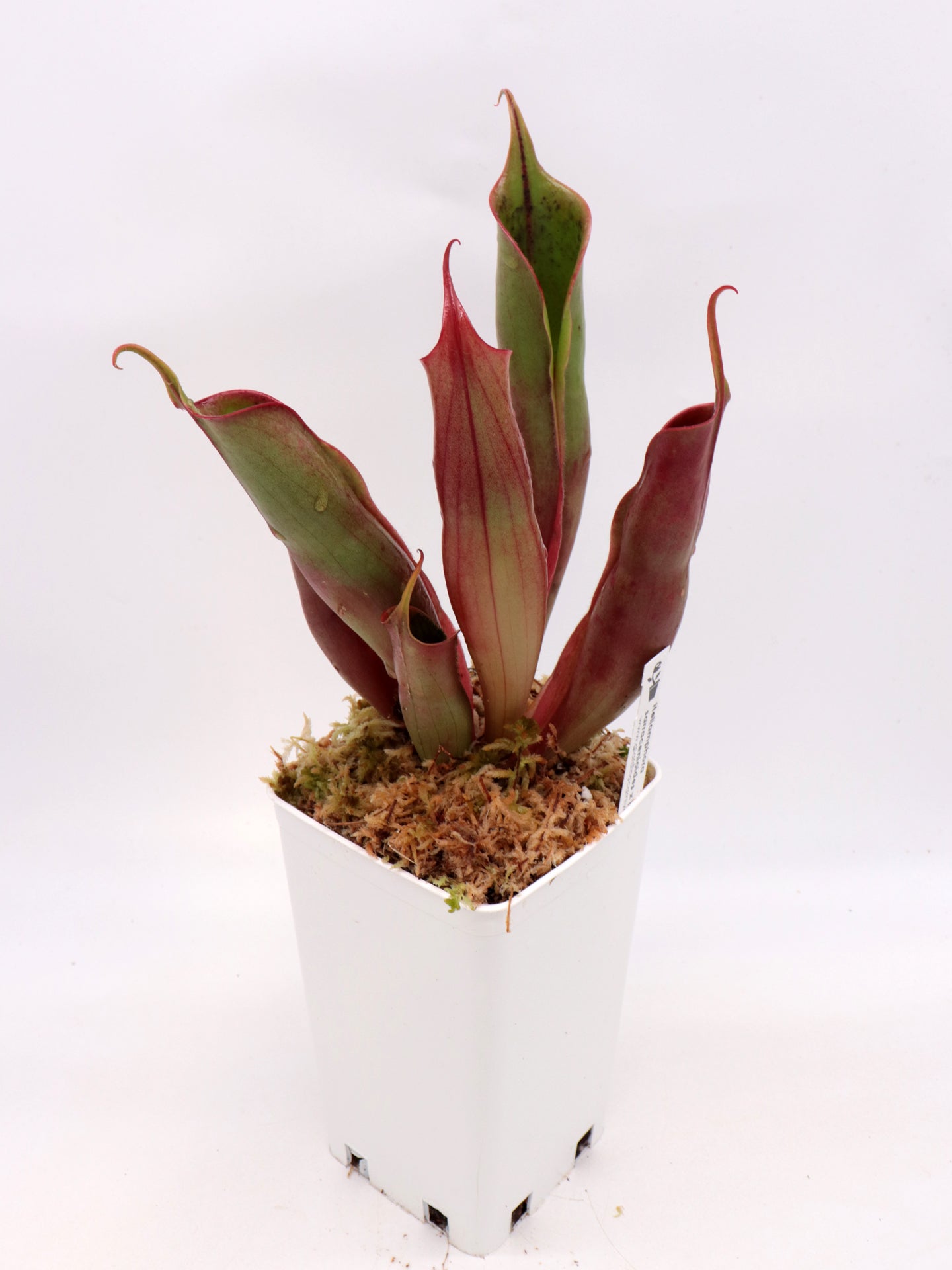 Heliamphora sarracenioides x Minor „Burgunderschwarz“