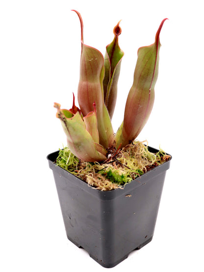 Heliamphora sarracenioides x Minor „Burgunderschwarz“