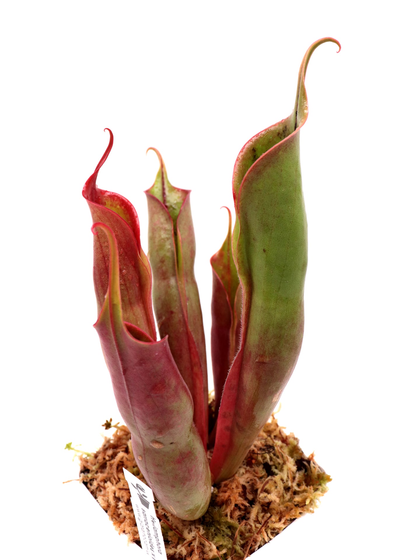 Heliamphora sarracenioides x Minor „Burgunderschwarz“