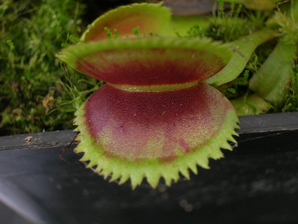 Dionaea muscipula 'Scarlatine'