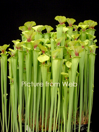 Sarracenia flava Giant Adrian Slack 'Maxima'