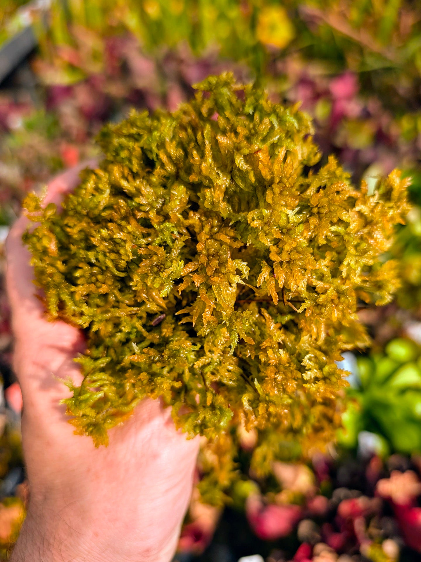 Live sphagnum "Gold" large fiber