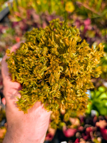 Live sphagnum "Gold" large fiber