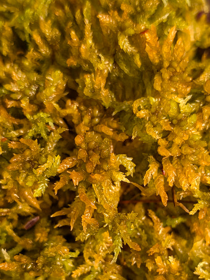 Live sphagnum "Gold" large fiber