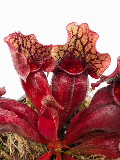 Sarracenia purpurea ssp. venosa Sheely Pond x "Buddha Belly"