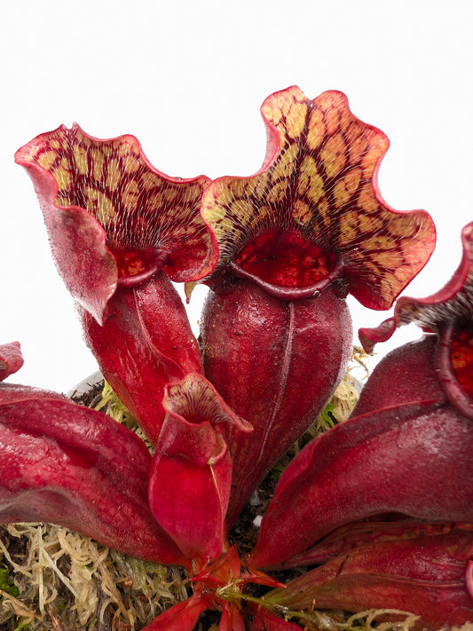 Sarracenia purpurea ssp. venosa Sheely Pond x "Buddha Belly"