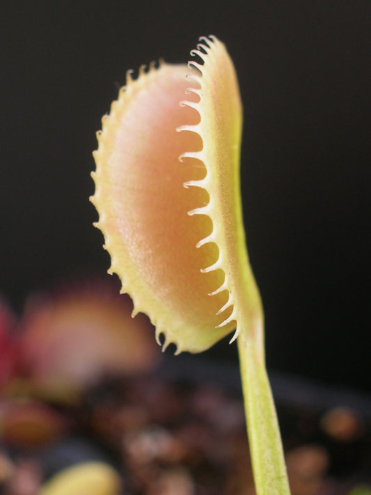 Dionaea muscipula "Short teeth" Trev Cox