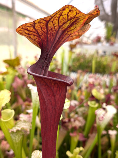 F4 GC Sarracenia flava var. rubricorpora „Silhoutte“