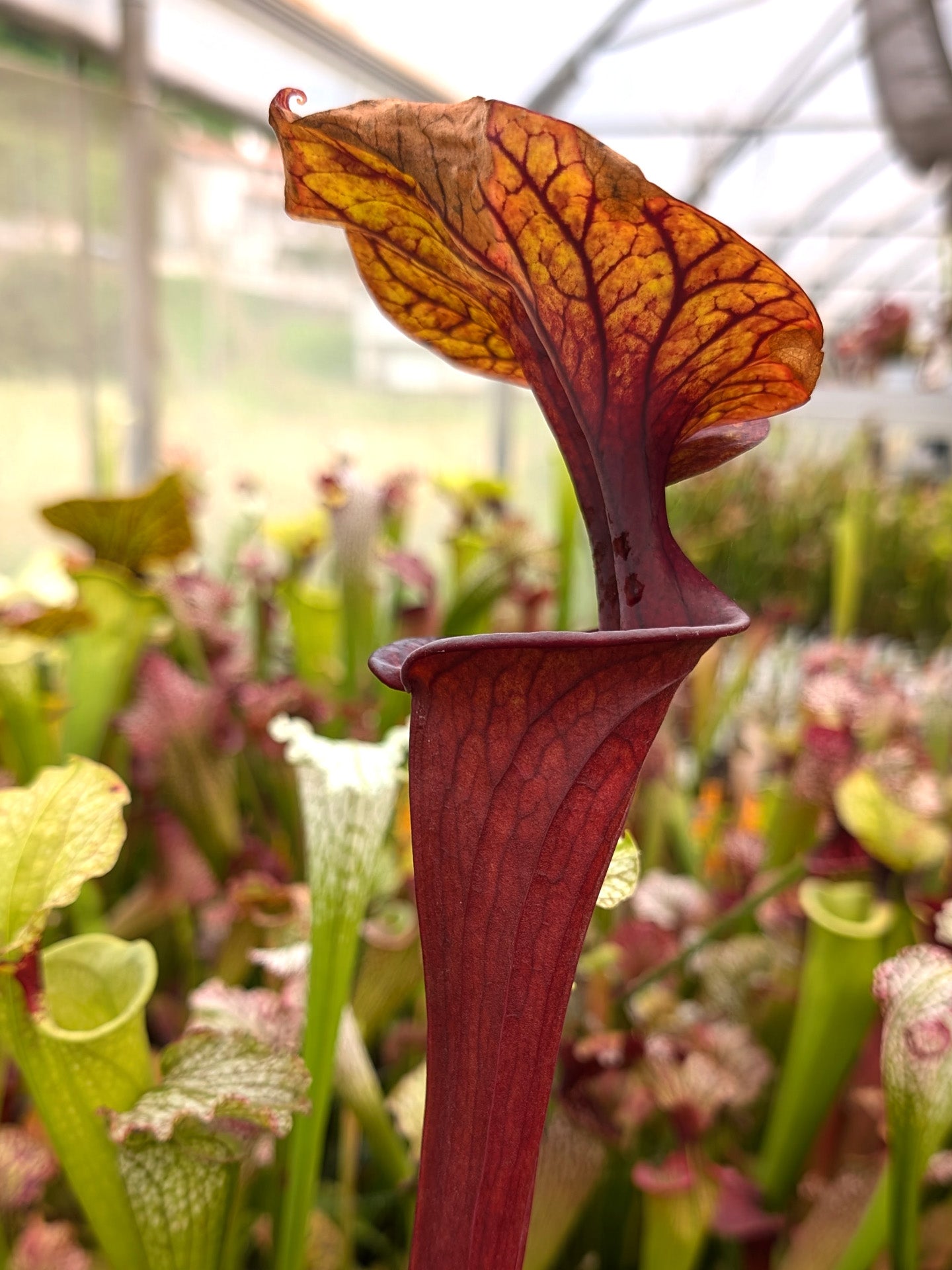 F4 GC Sarracenia flava var. rubricorpora "Silhoutte"