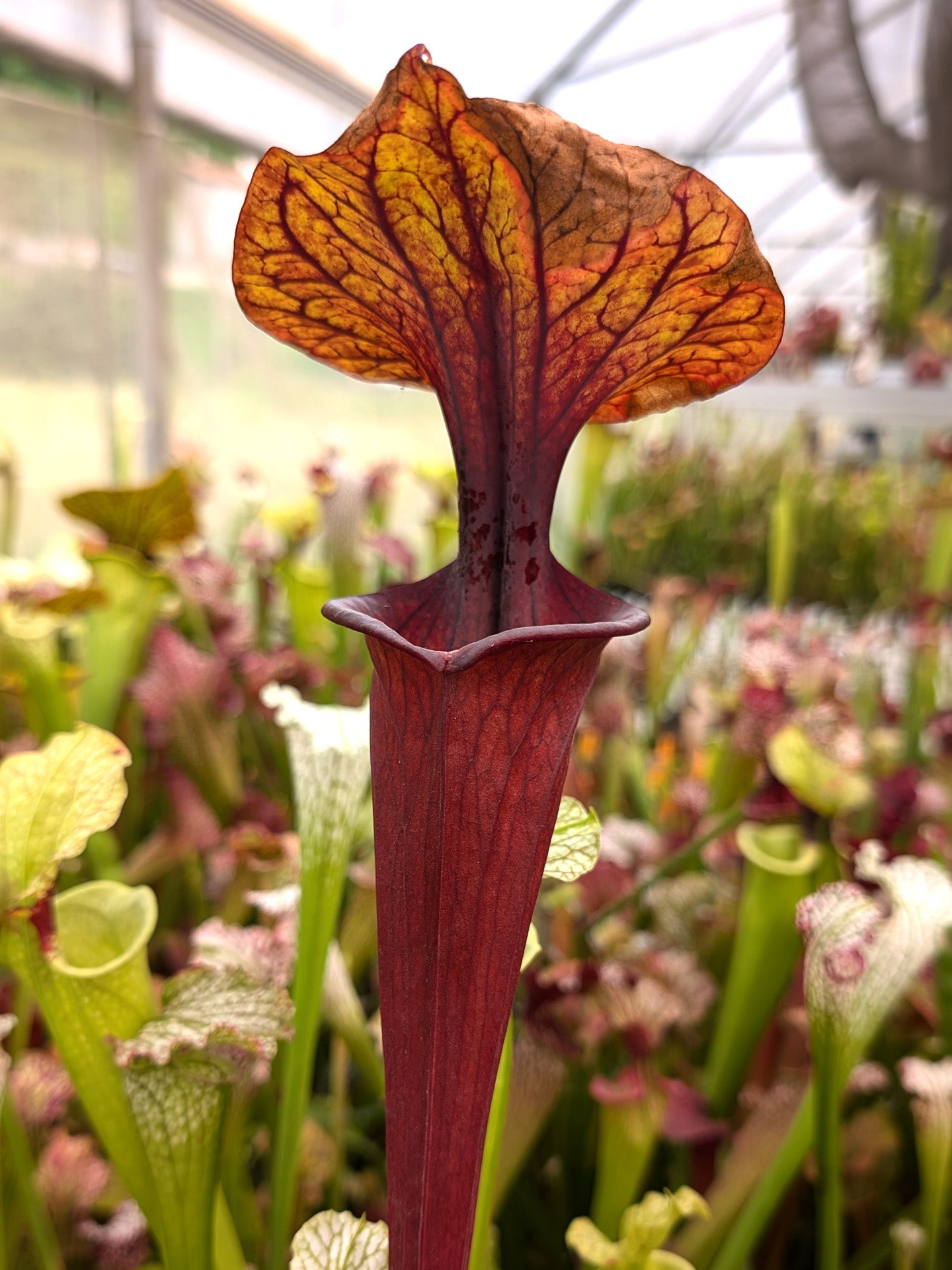 F4 GC Sarracenia flava var. rubricorpora „Silhoutte“