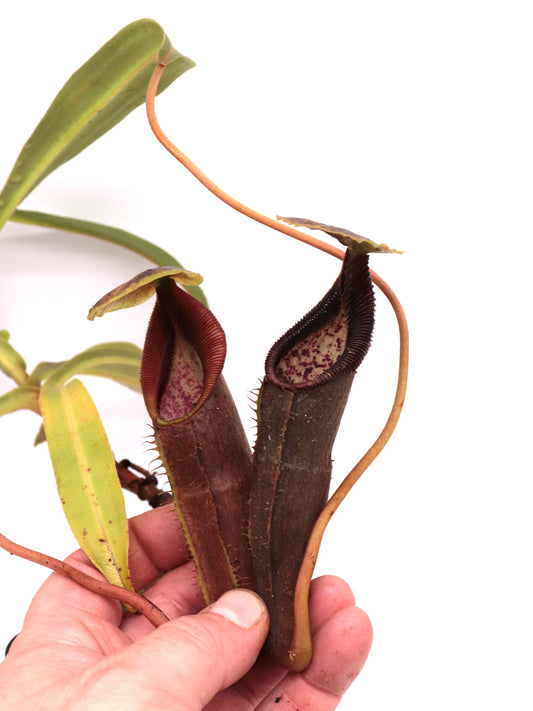 Nepenthes singalana  Pasaman , Sumatra