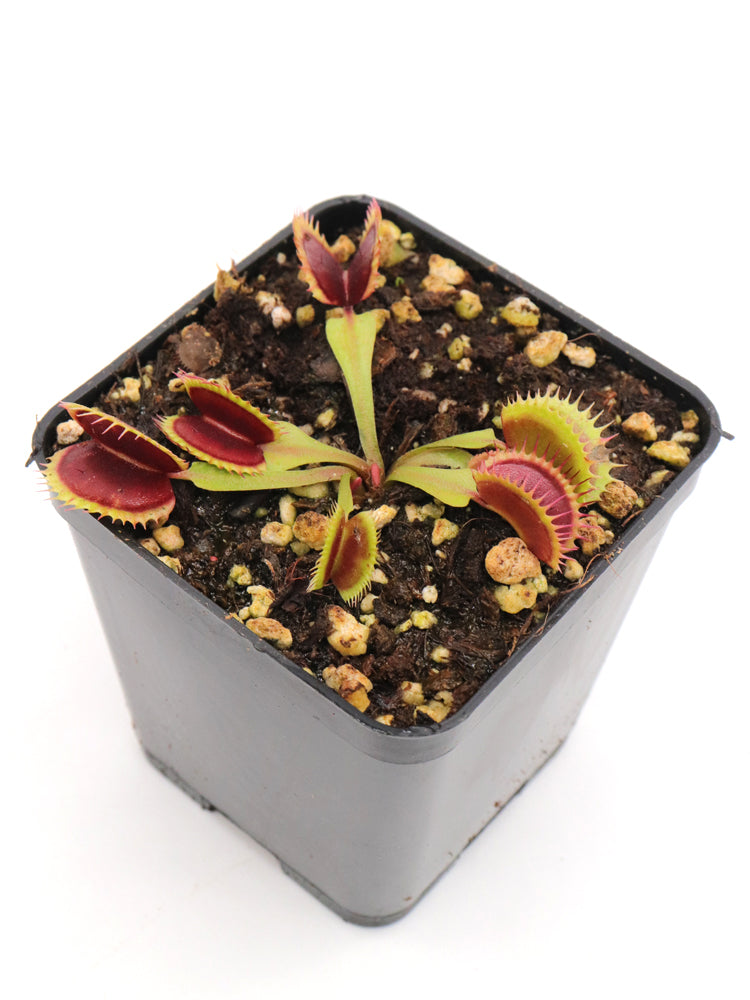 Dionaea muscipula "SL14"  Klein