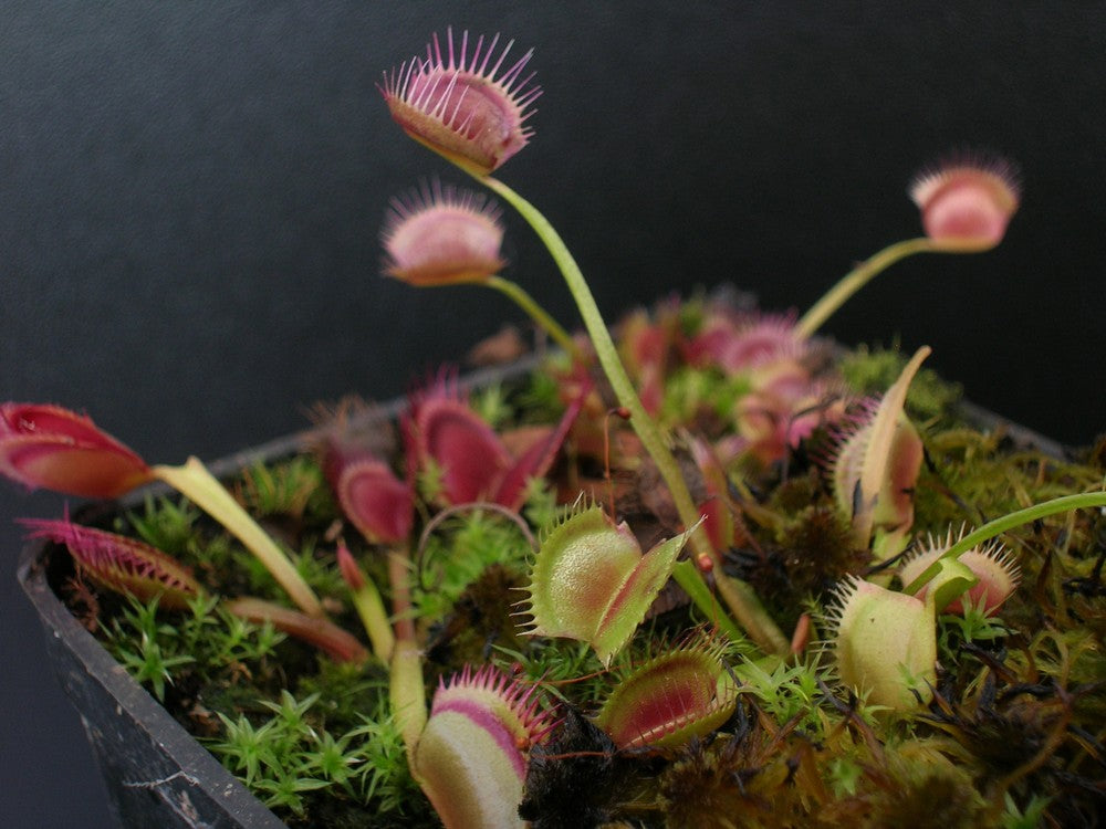 Dionaea muscipula "Sonic"