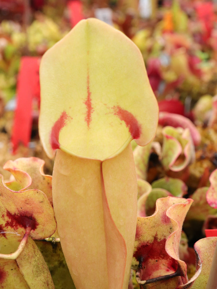 Sarracenia 'Trauer' x SELBST