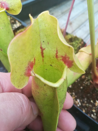 Sarracenia 'Sorrow' x SELF