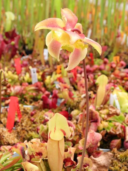 Sarracenia 'Sorrow' x SELF