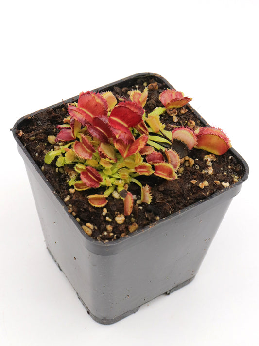 Dionaea muscipula "Space"