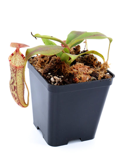 Nepenthes spectabilis Bandahara "Giant" x campanulata