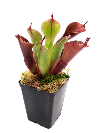 Heliamphora "Spiderweb"