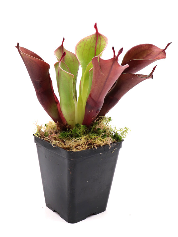 Heliamphora "Spiderweb"