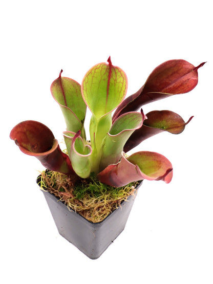 Heliamphora "Spiderweb"