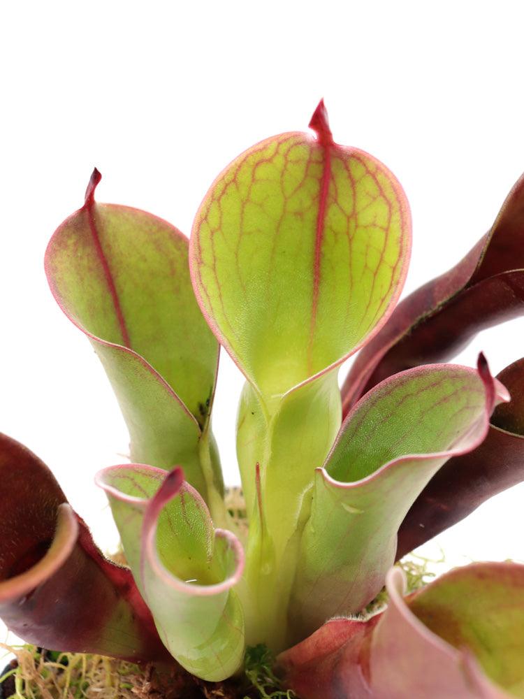 Heliamphora "Spiderweb"