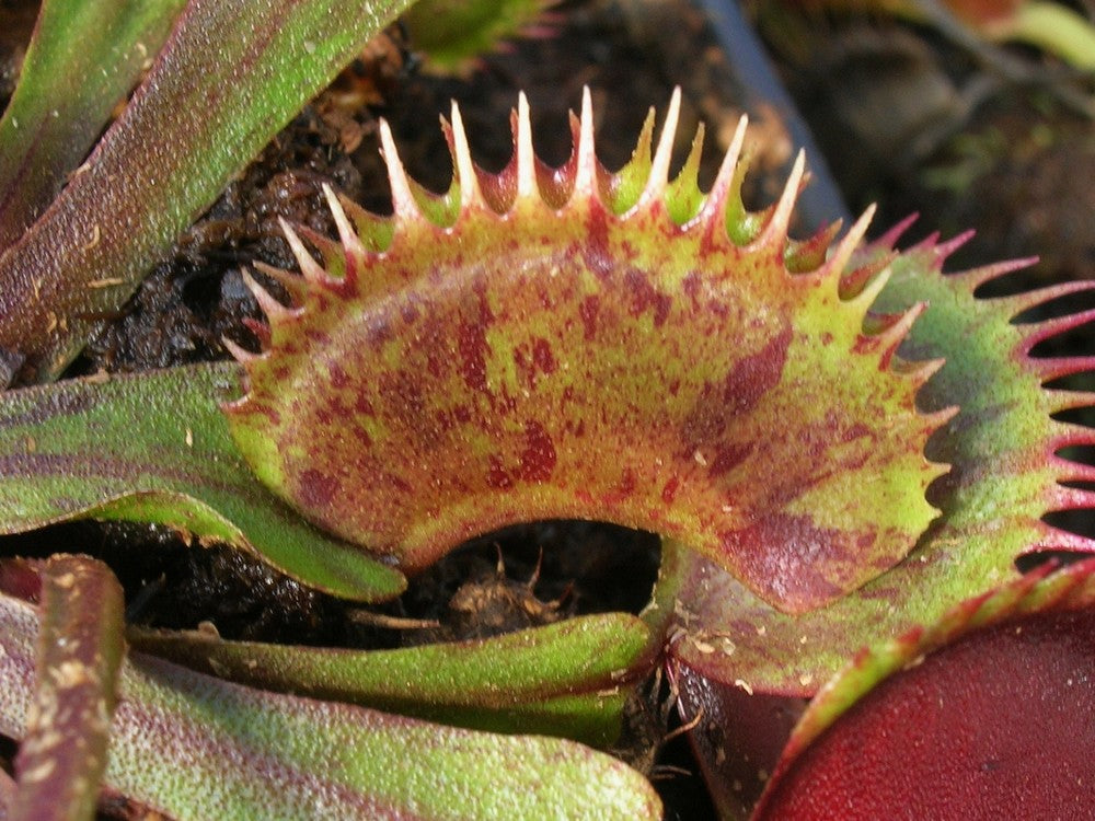 Dionaea muscipula "Spotty"