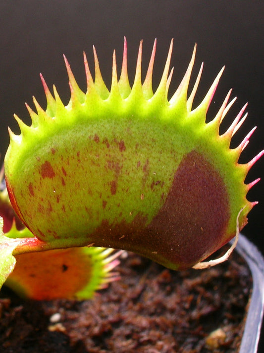 Dionaea muscipula "Spotty"