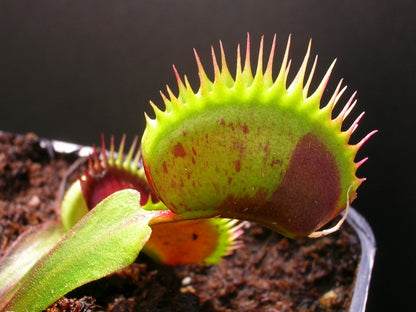 Dionaea muscipula "Spotty"