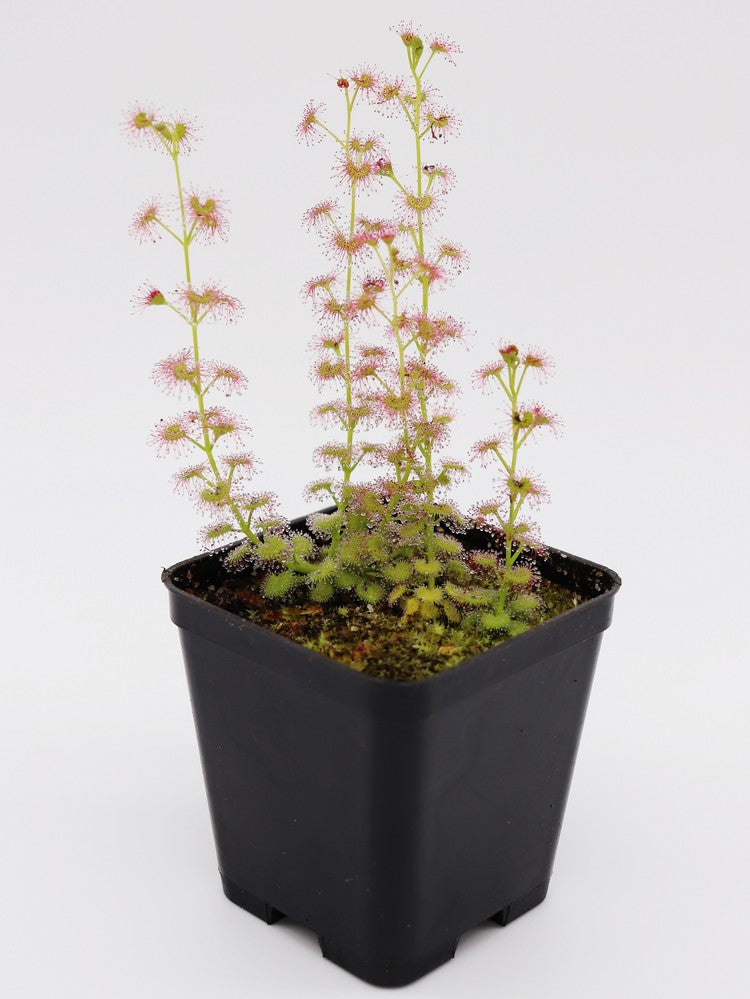 Drosera aff. stolonifera „Mini-Hügelform“