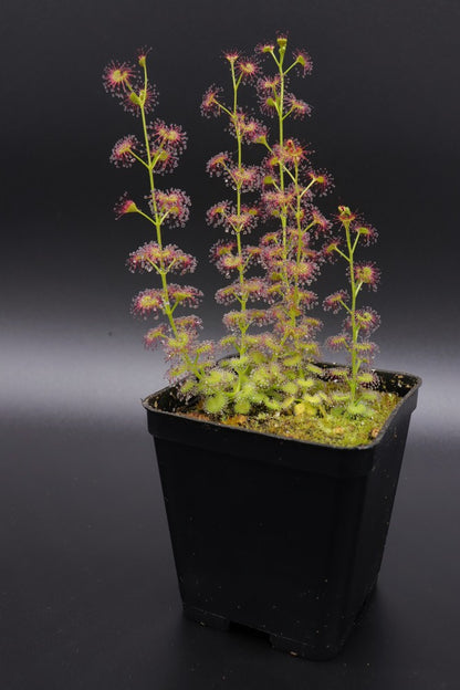 Drosera stolonifera Mattner x stolonifera Dark Green Form