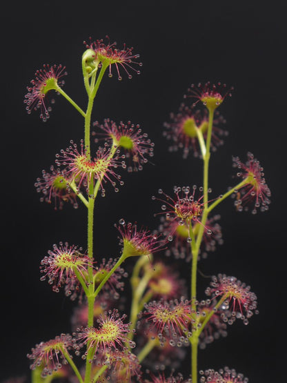 Drosera stolonifera Mattner x stolonifera Dark Green Form