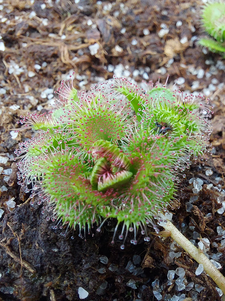 Drosera stolonifera Mattner x stolonifera Dark Green Form