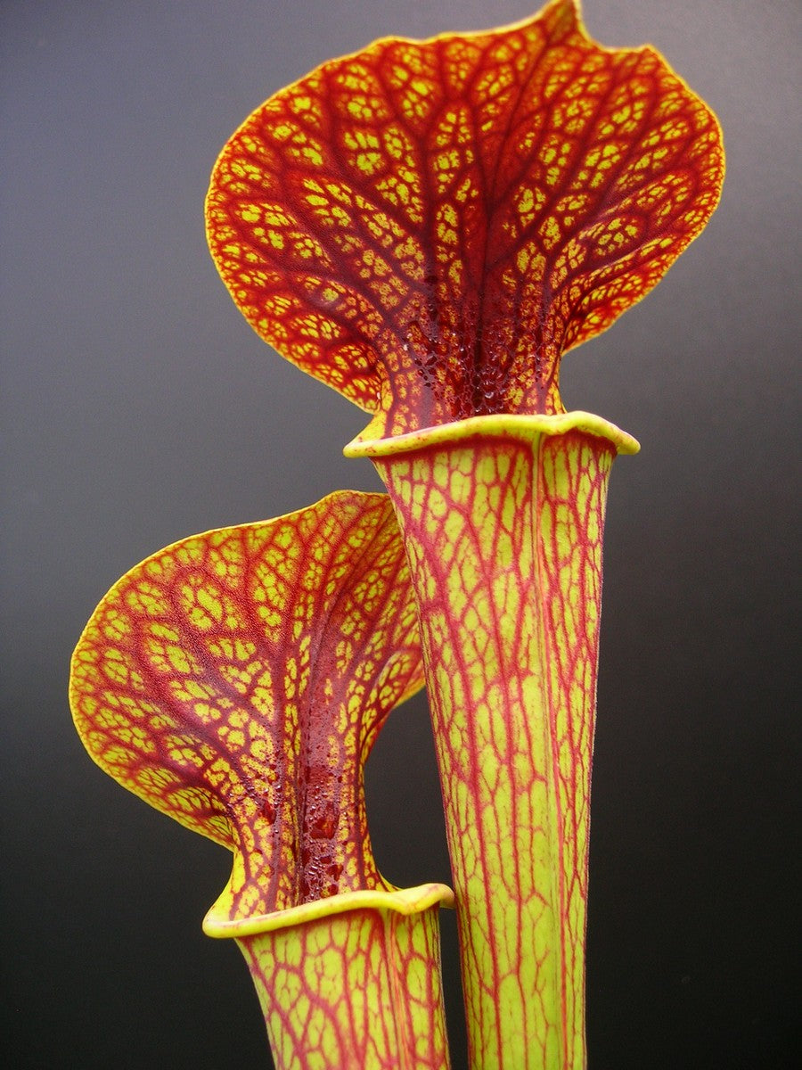 Sarracenia ornata var. ornata 'Superornata' F201 MK