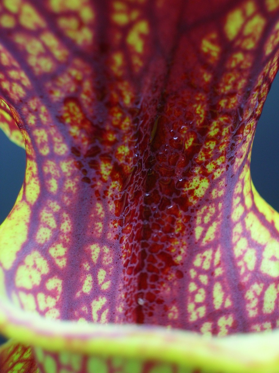 Sarracenia ornata var. ornata 'Superornata' F201 MK