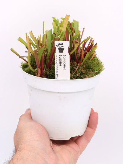 1 Vaso di SARRACENIA SURPRISE  15€ - Vaso Folto diametro 12 cm