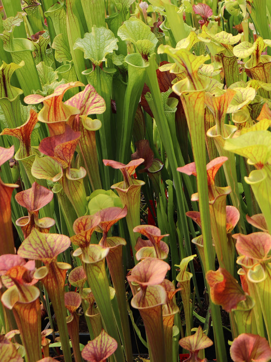 1 Vaso di SARRACENIA SURPRISE  15€ - Vaso Folto diametro 12 cm