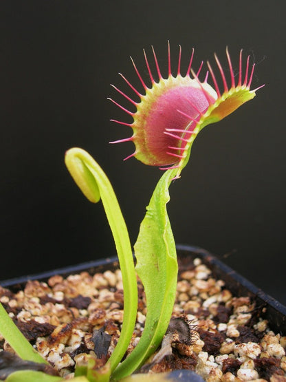 Dionaea muscipula "GC Suspiria"