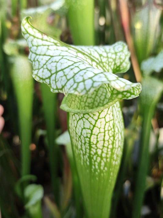 Sarracenia SX128 AC x  SX65A AC