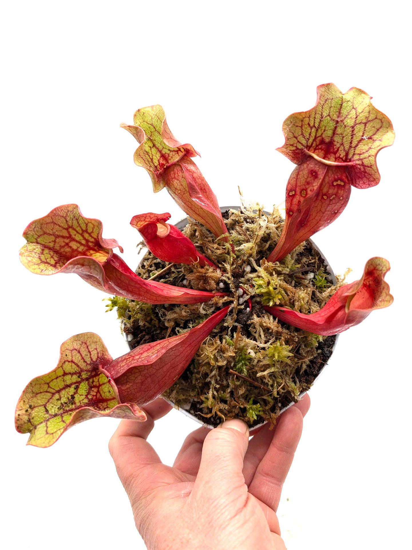 Sarracenia purpurea ssp. venosa Tattnall Co x "Buddha Belly" Sehr große Pflanze