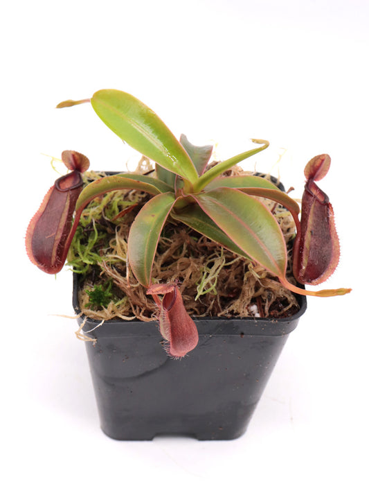 Nepenthes tentaculata Gunung Rajah