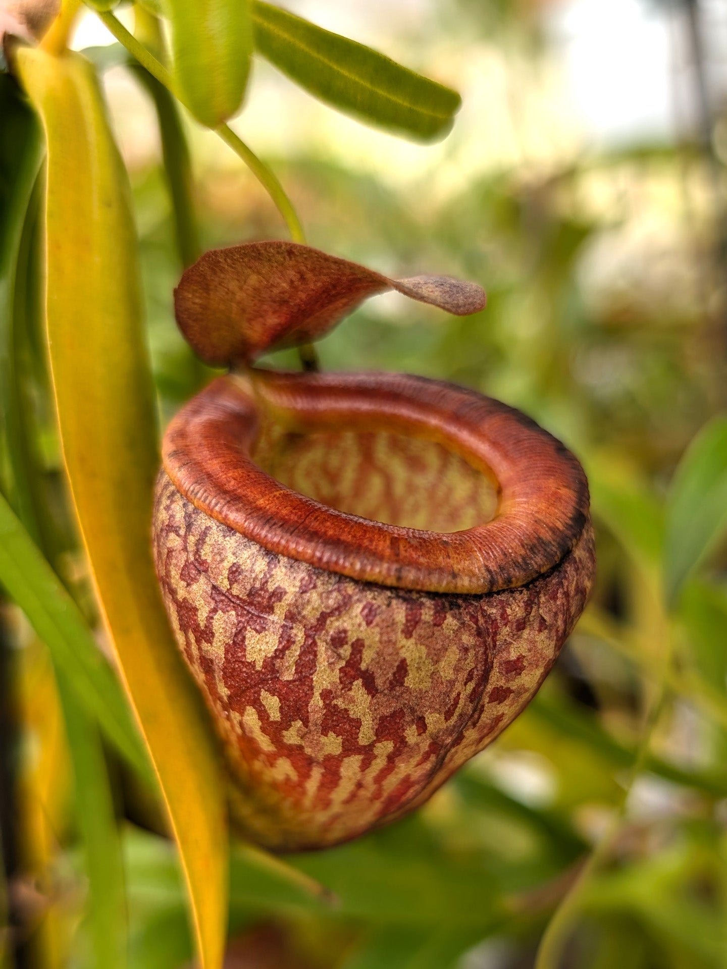 AUCTION 11 : Nepenthes tenuis BE-4049 MEDIUM SIZE