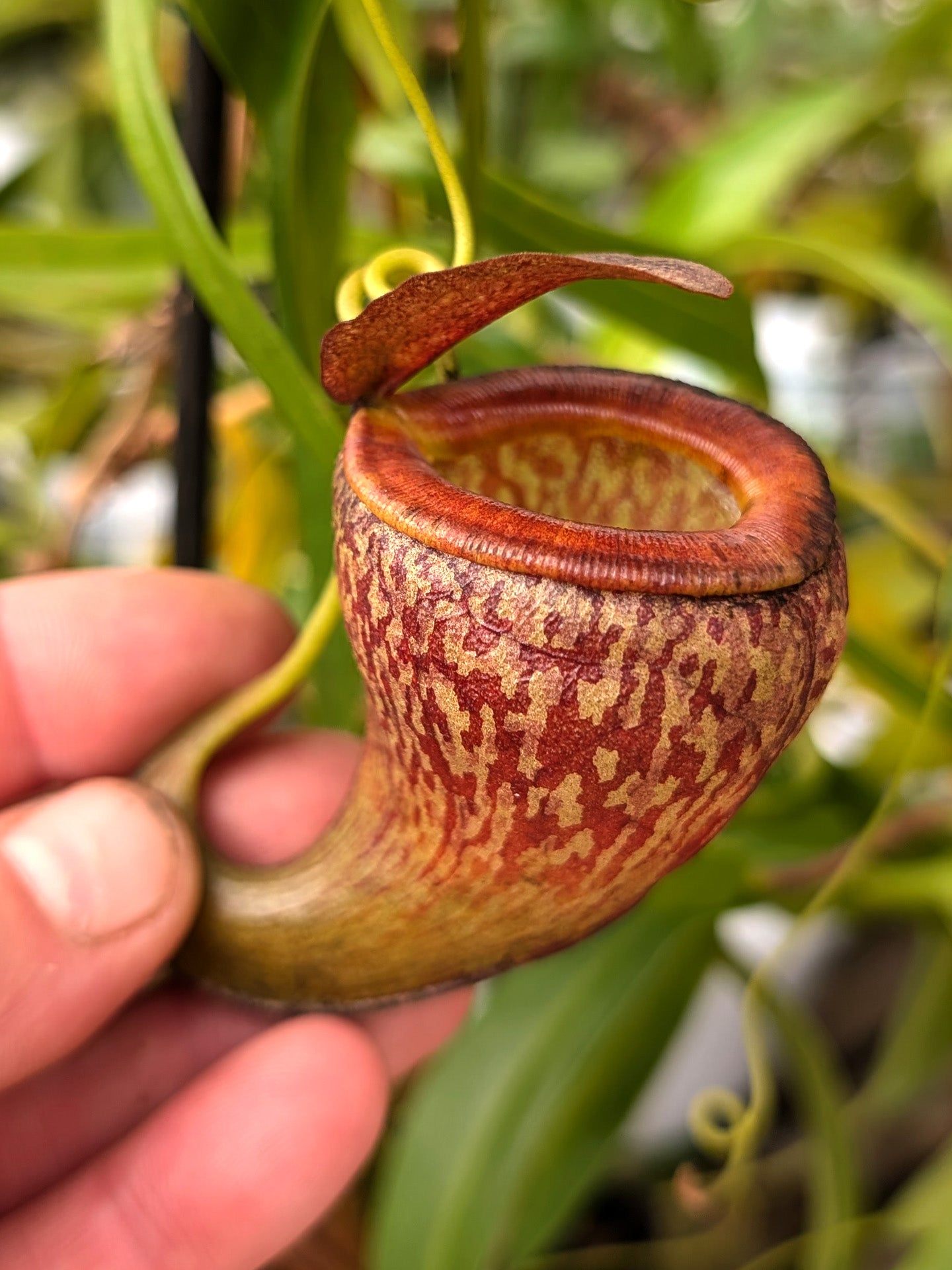 AUCTION 5: Nepenthes tenuis BE-4049 LARGE SIZE